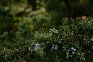 Delicate white flowers and berries nestled among green juniper branches.