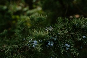 Detailed shot of white berries and greenery in soft natural lighting.