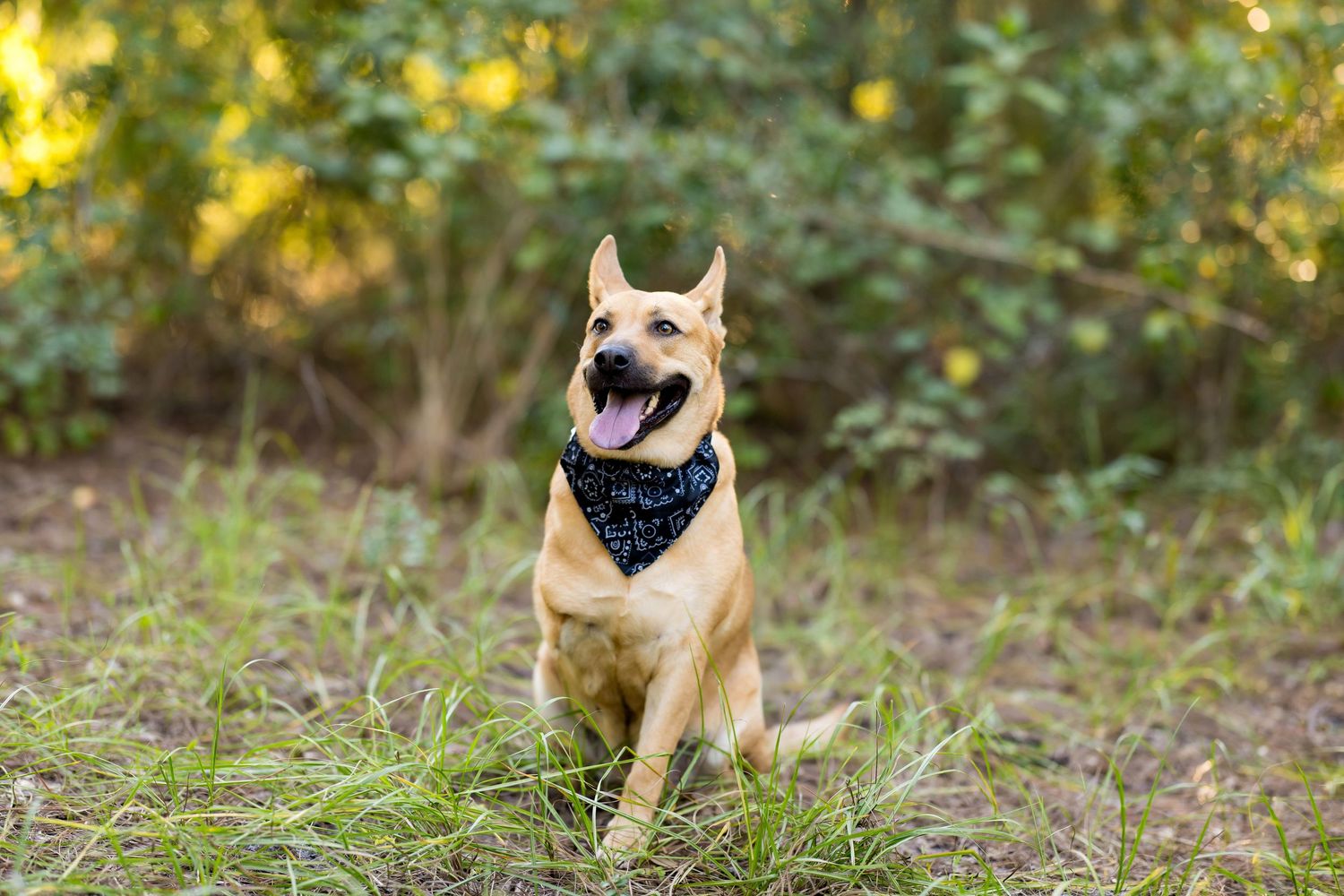 Belgian Malinois dog wearing a black bandana sits attentively in a grassy outdoor setting with sunlit trees in background.
