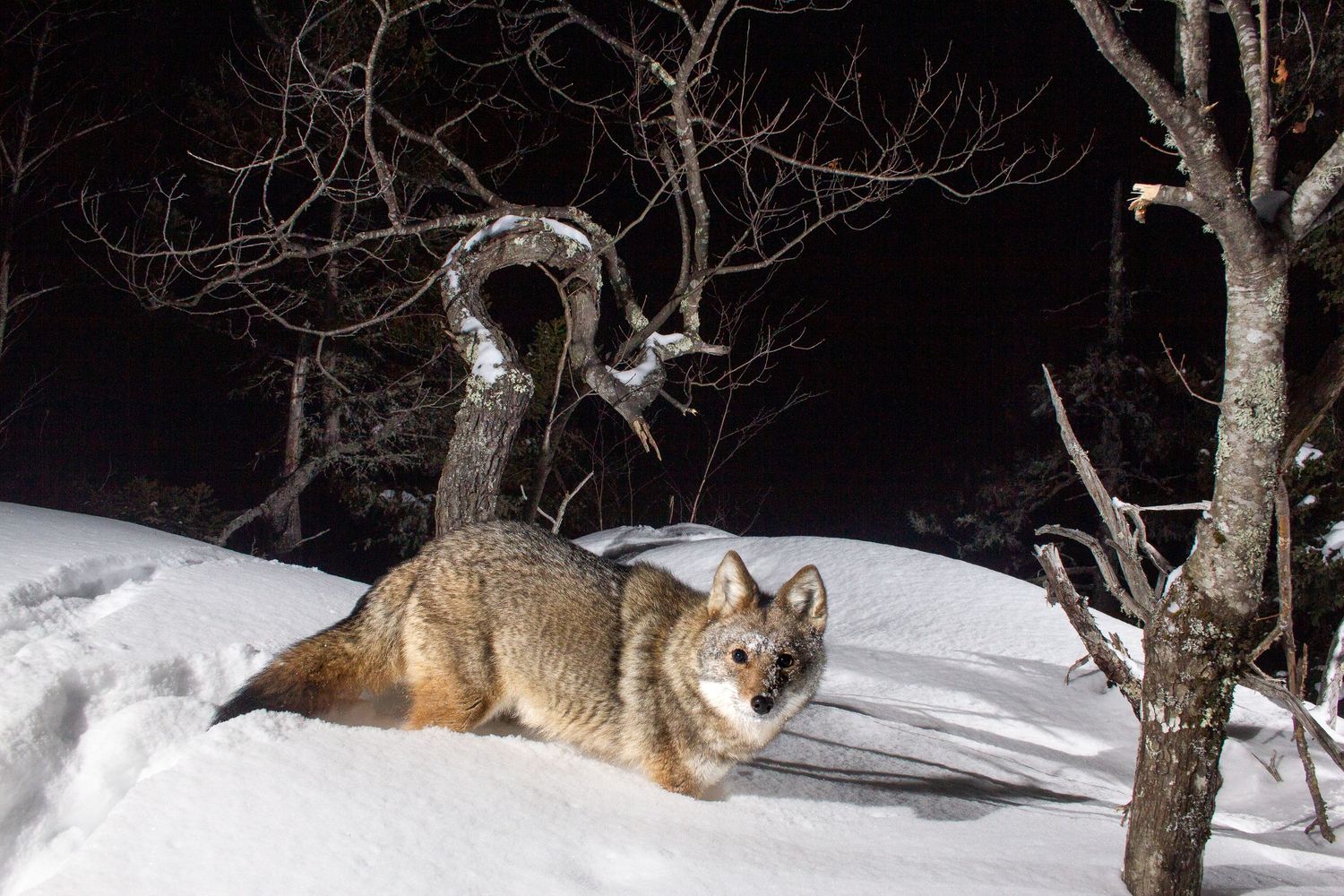 Coyote