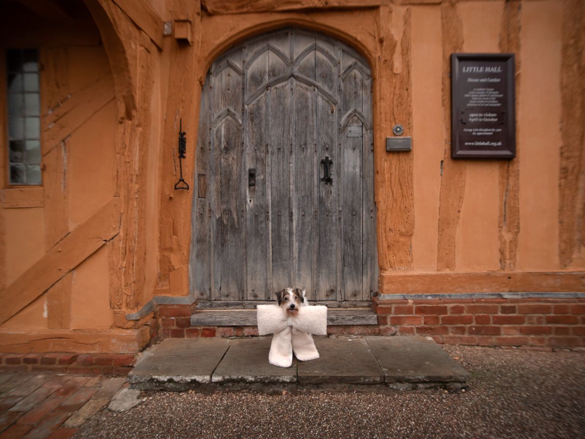 Benji the Jack Russell Terrier in Lavenham, Suffolk for his photo session taken by All Scene Images. Pet Photographer/ Dog Photographer.