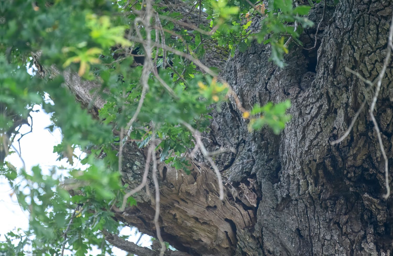 A squirrel perches on a tree branch while looking intently at something in the distance.
