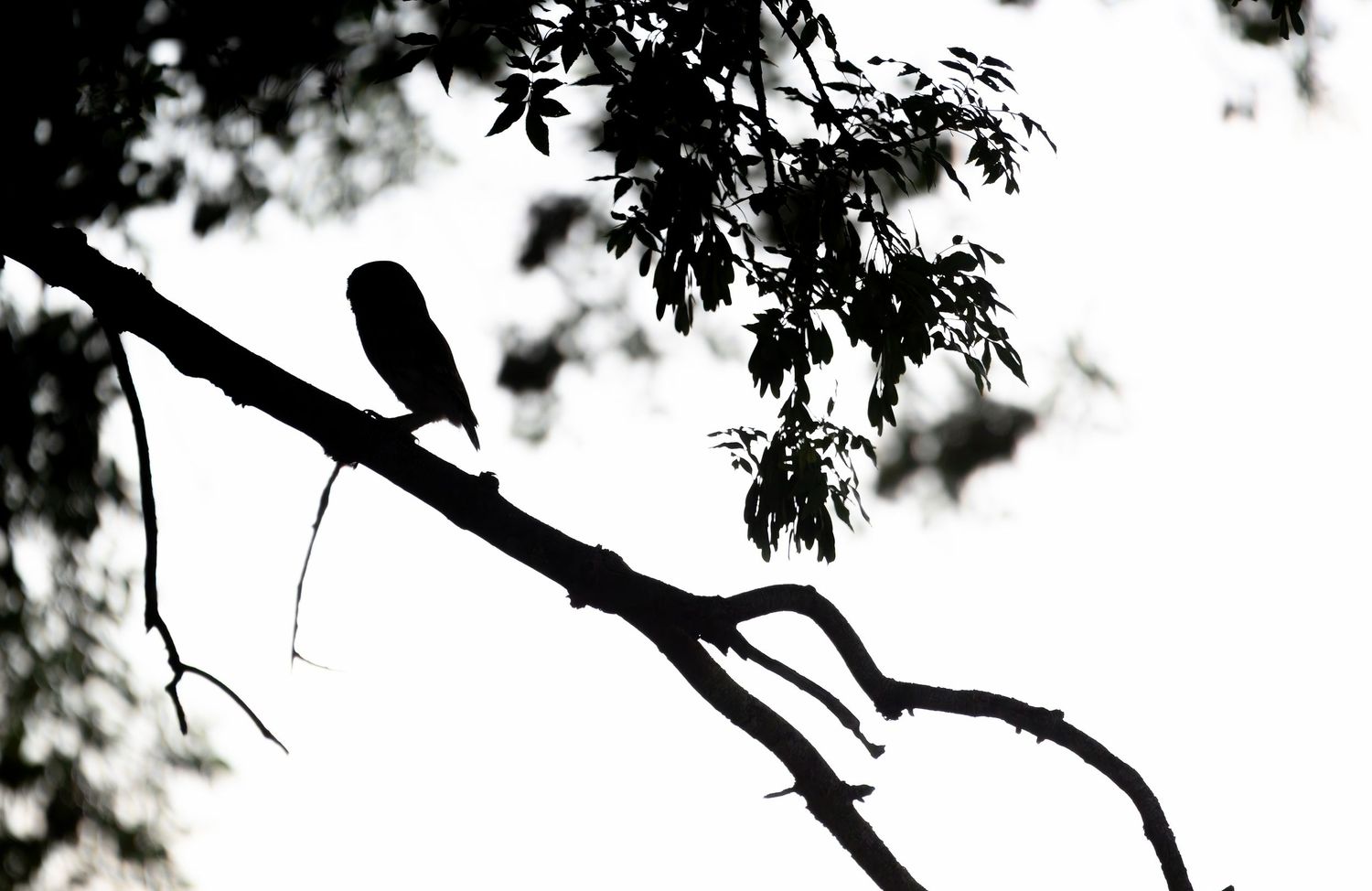 Black silhouette of a bird perched on a tree branch against a soft blurred background.