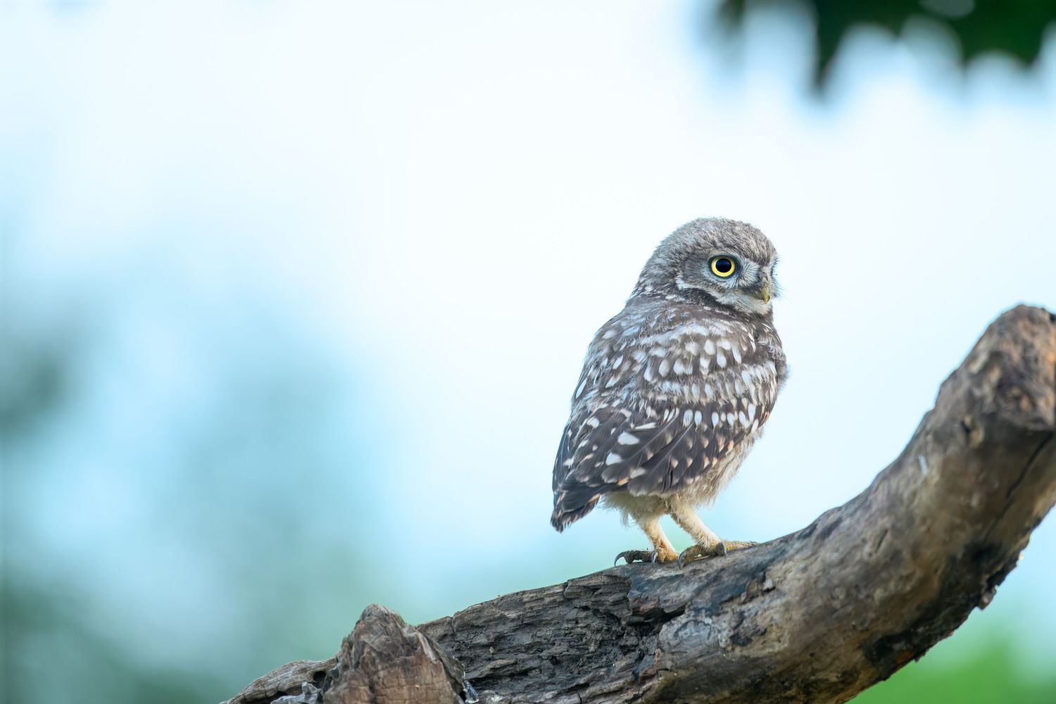A small owl perched on a wooden branch against a soft blue background.