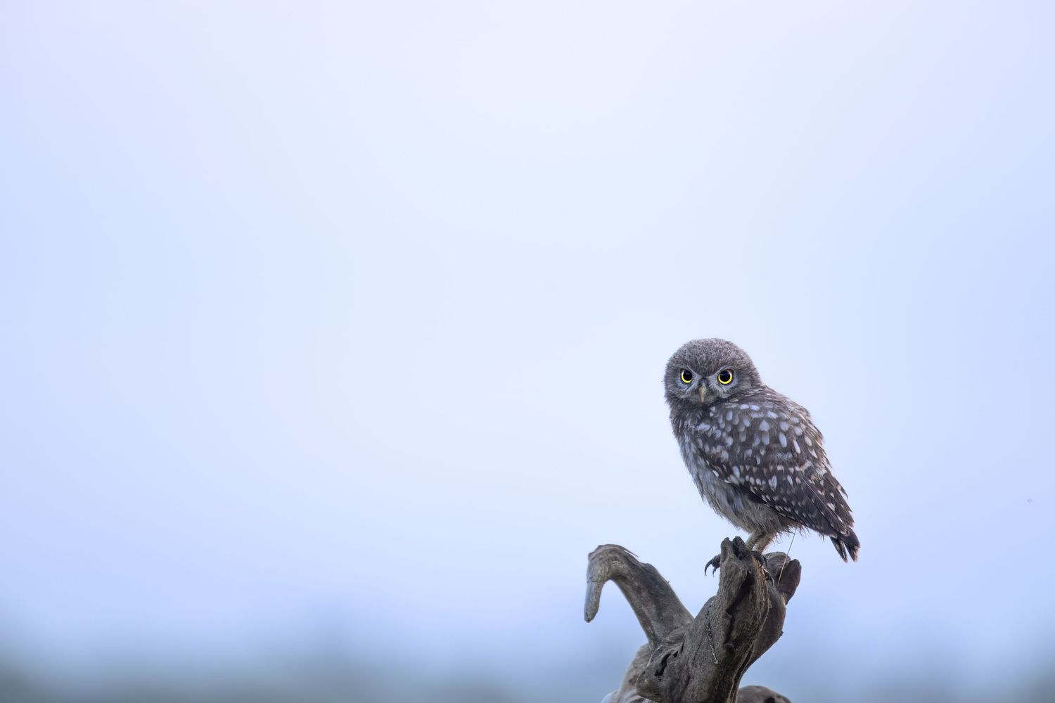 A snowy owl perched on a wooden post scans the winter landscape for prey against a pale blue sky.