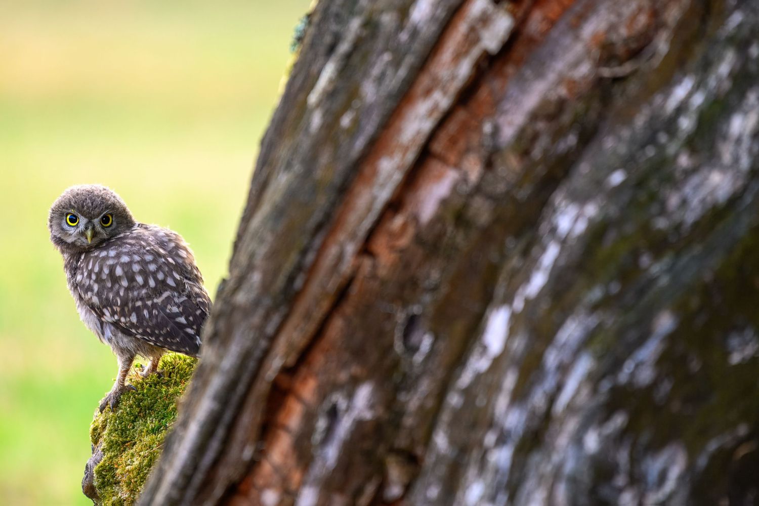 Close-up view of a spotted owl resting on a weathered tree trunk with moss and foliage in the background.