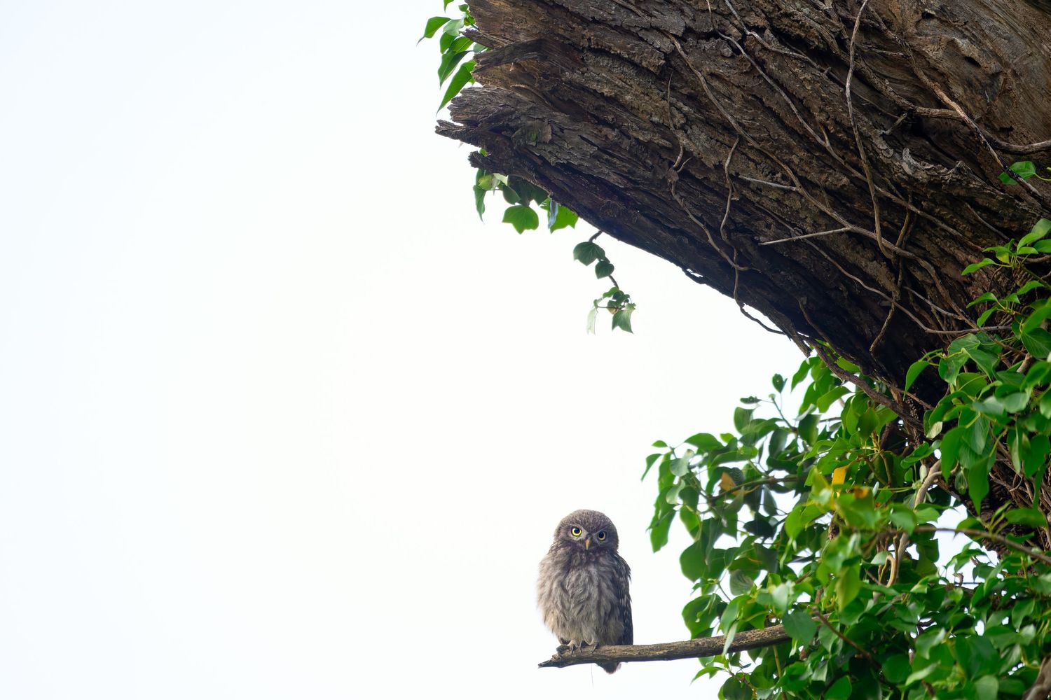 Great horned owl perched on a tree branch among green foliage in a natural forest setting.