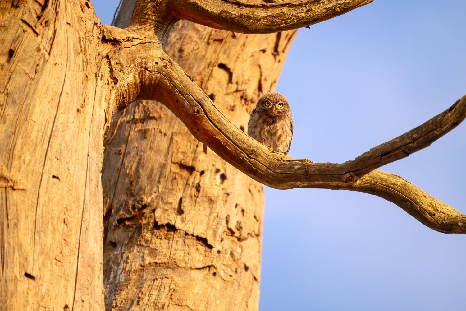 Majestic golden tree branches stretch against a bright blue sky in a natural outdoor setting.