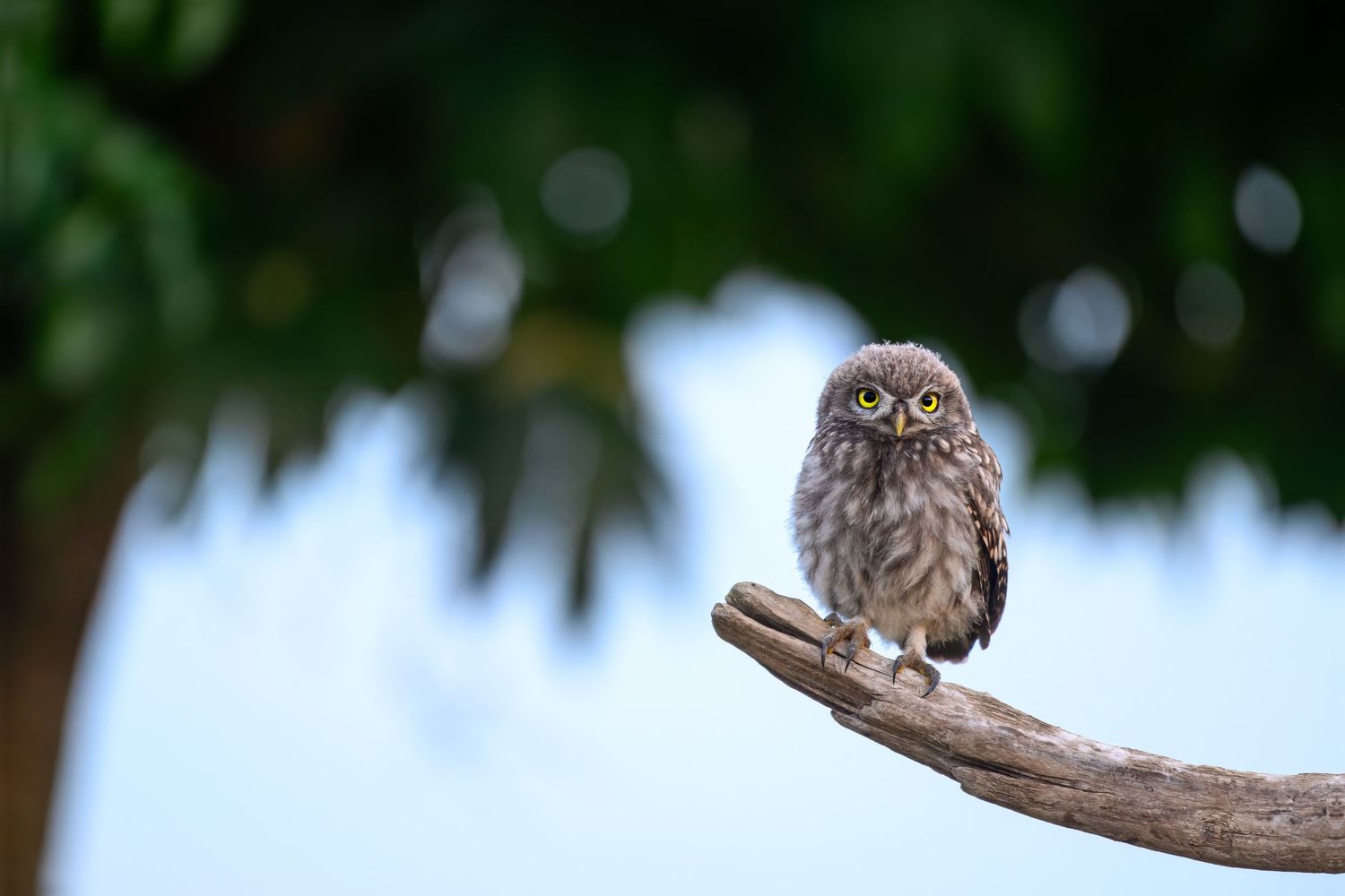 A small owl perches on a wooden branch against a blurred natural background.