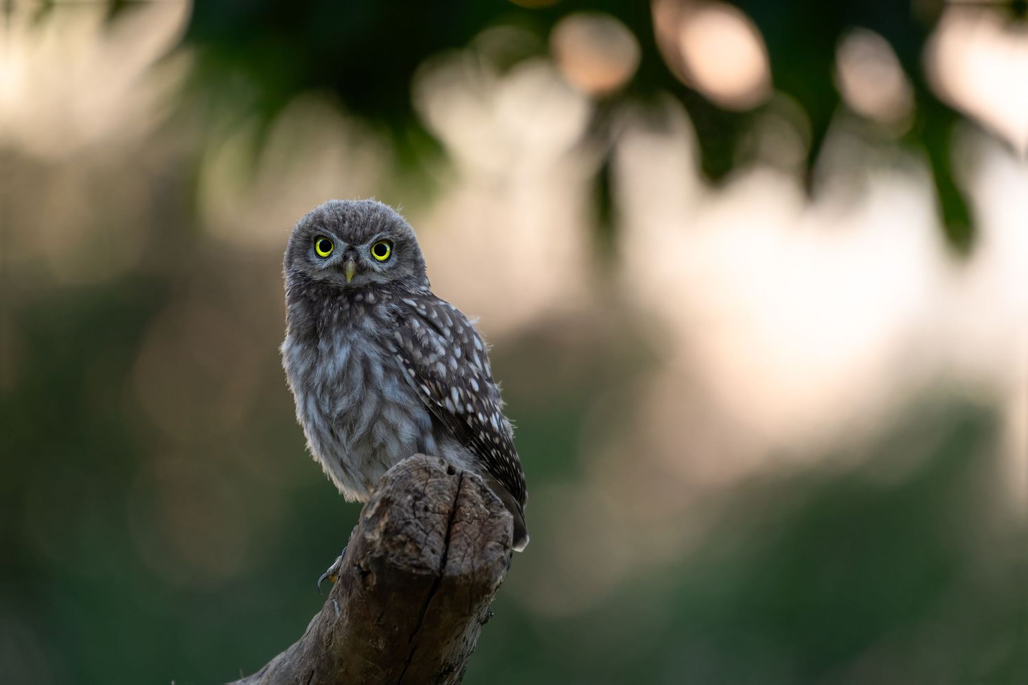 A small owl perches alertly on a branch with green foliage in the background during sunset.