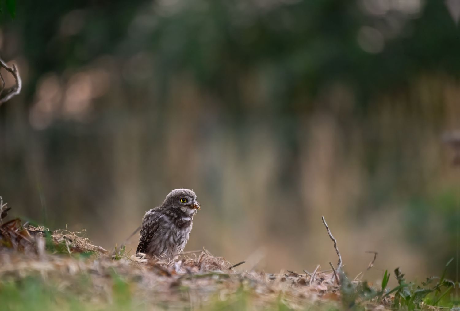 A small sparrow perches on a dried plant stem against a soft blurred natural background.