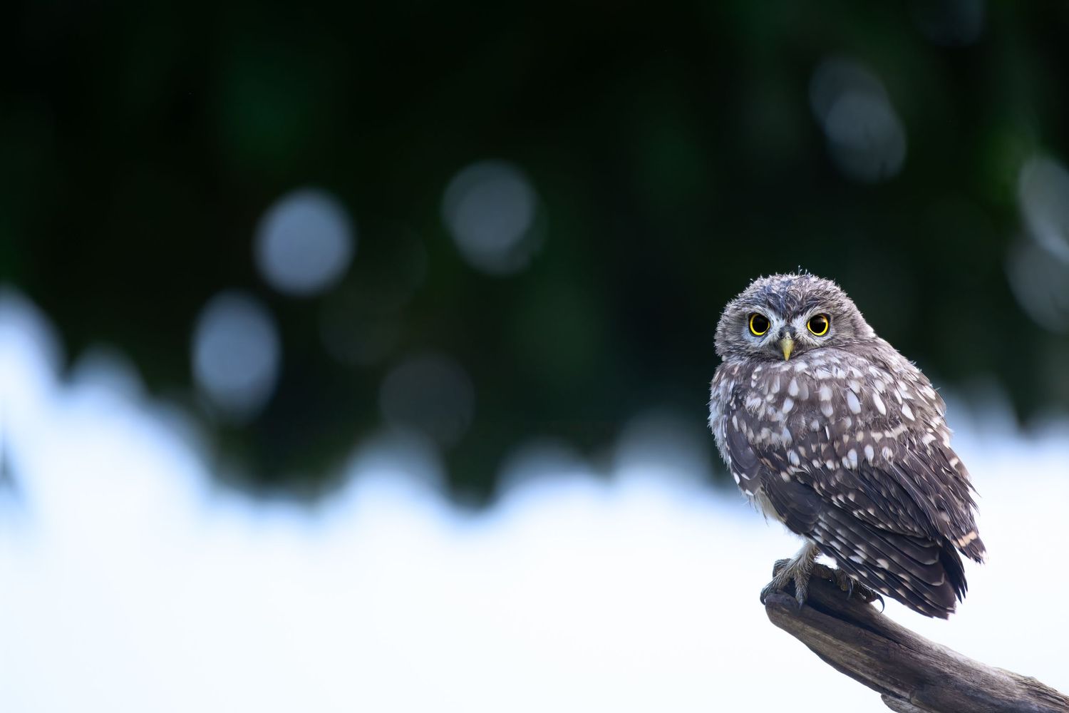A small owl perches on a snowy branch against a blurred winter forest background.