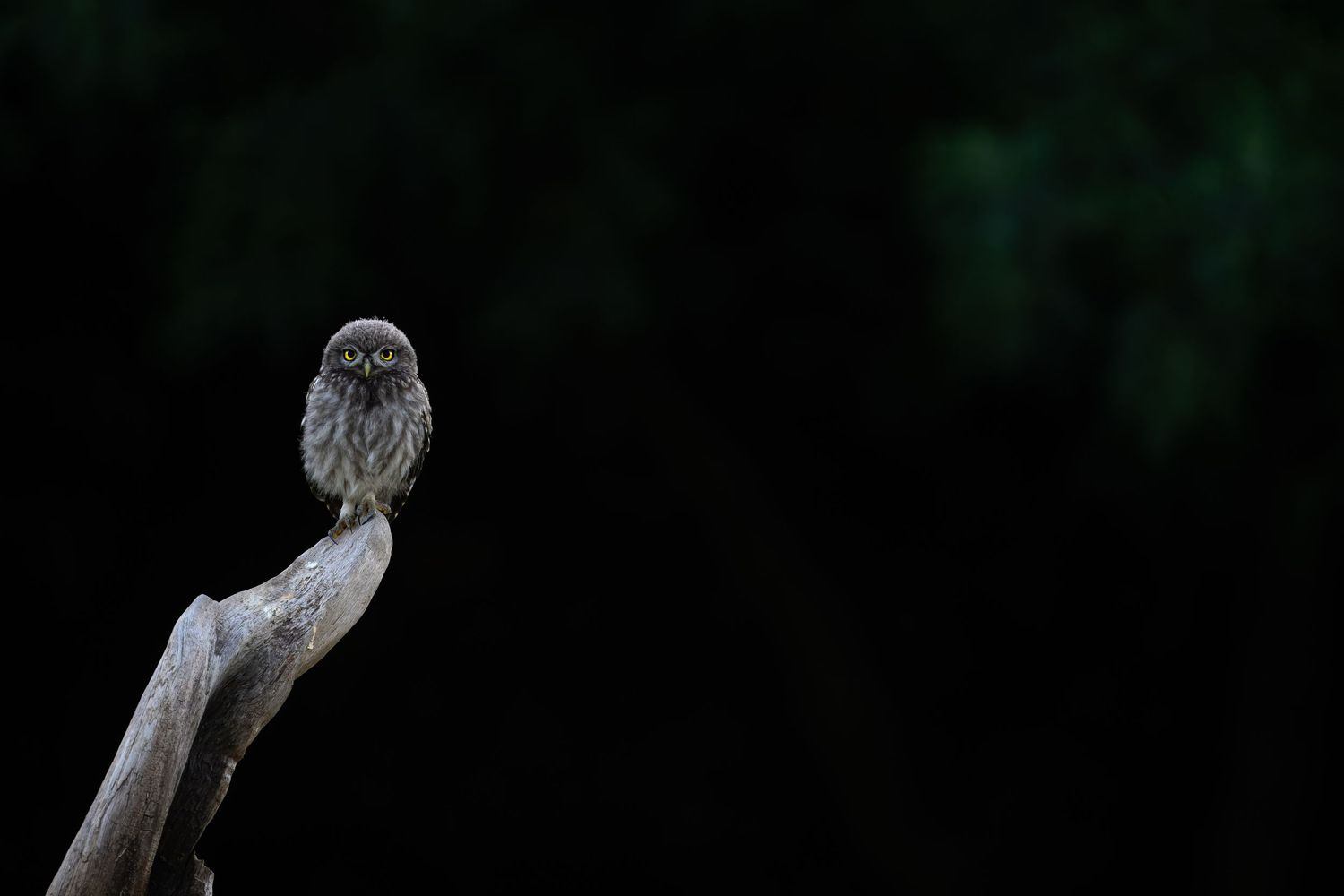 A majestic owl perches on a branch against a dark background, showcasing its distinctive feathers and piercing gaze.