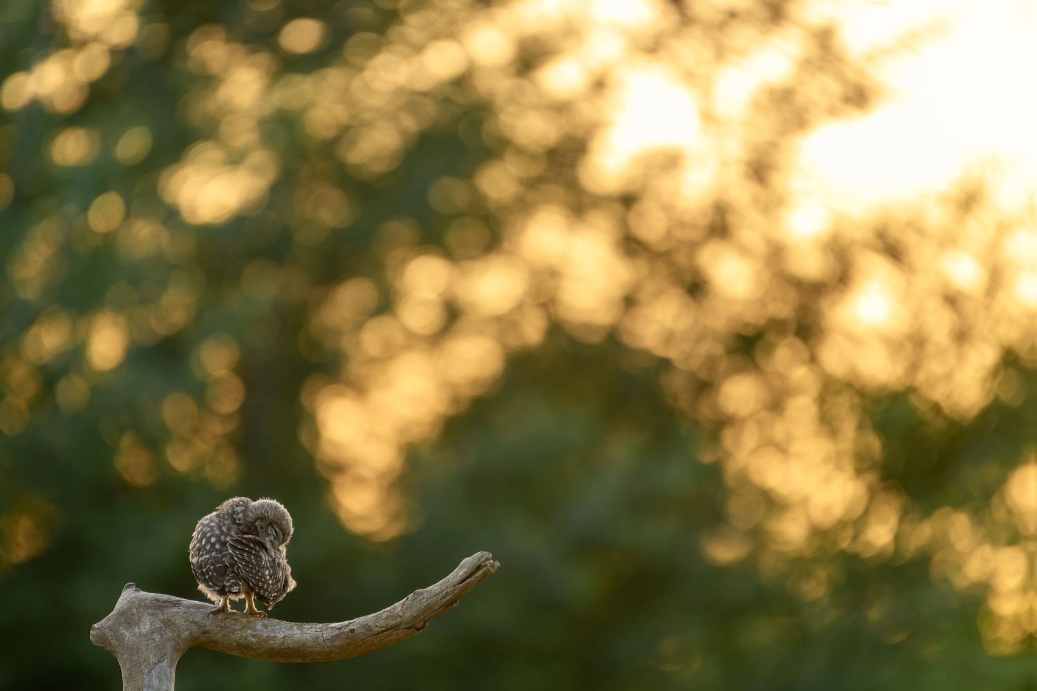 Golden sunlight filters through trees creating a dreamy bokeh effect in a nature scene at sunset.
