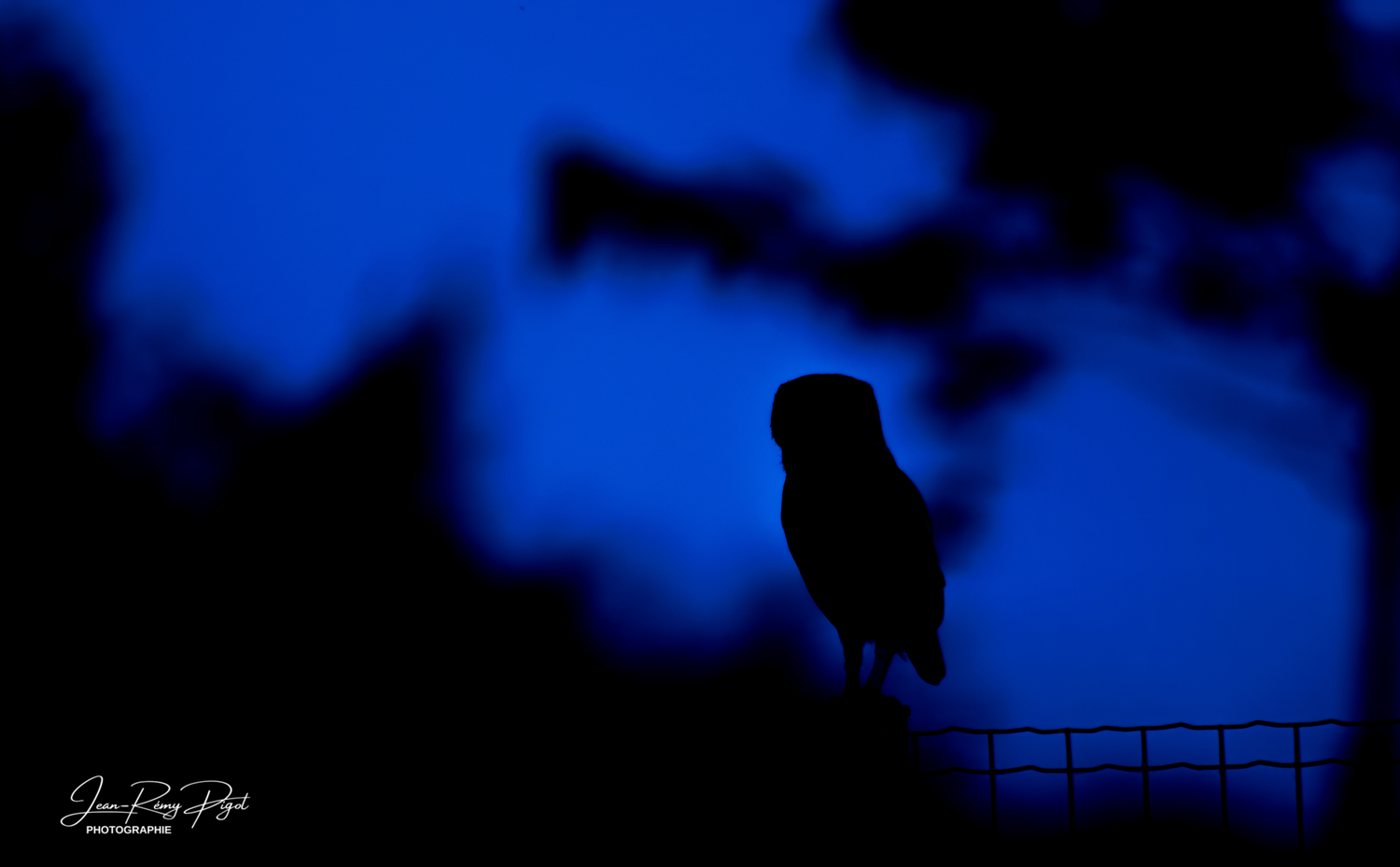 A silhouetted tree branch against a dark blue twilight sky creates a moody natural composition.