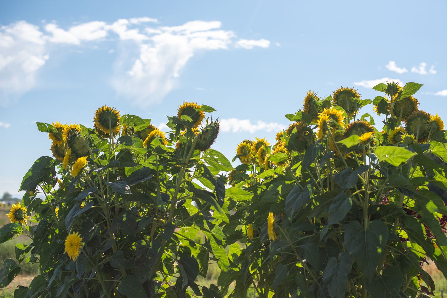 sunflowers facing the sun in idaho commercial photo