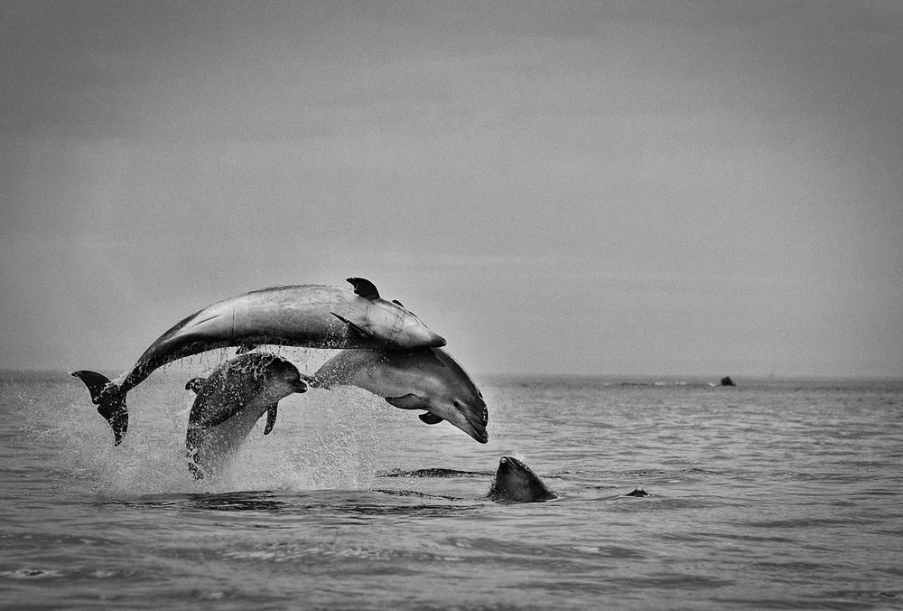 GRANDS DAUPHINS PARC NATUREL MARIN IROISE FINISTÈRE BRETAGNE BRITTANY BREIZH © Didier Houeix