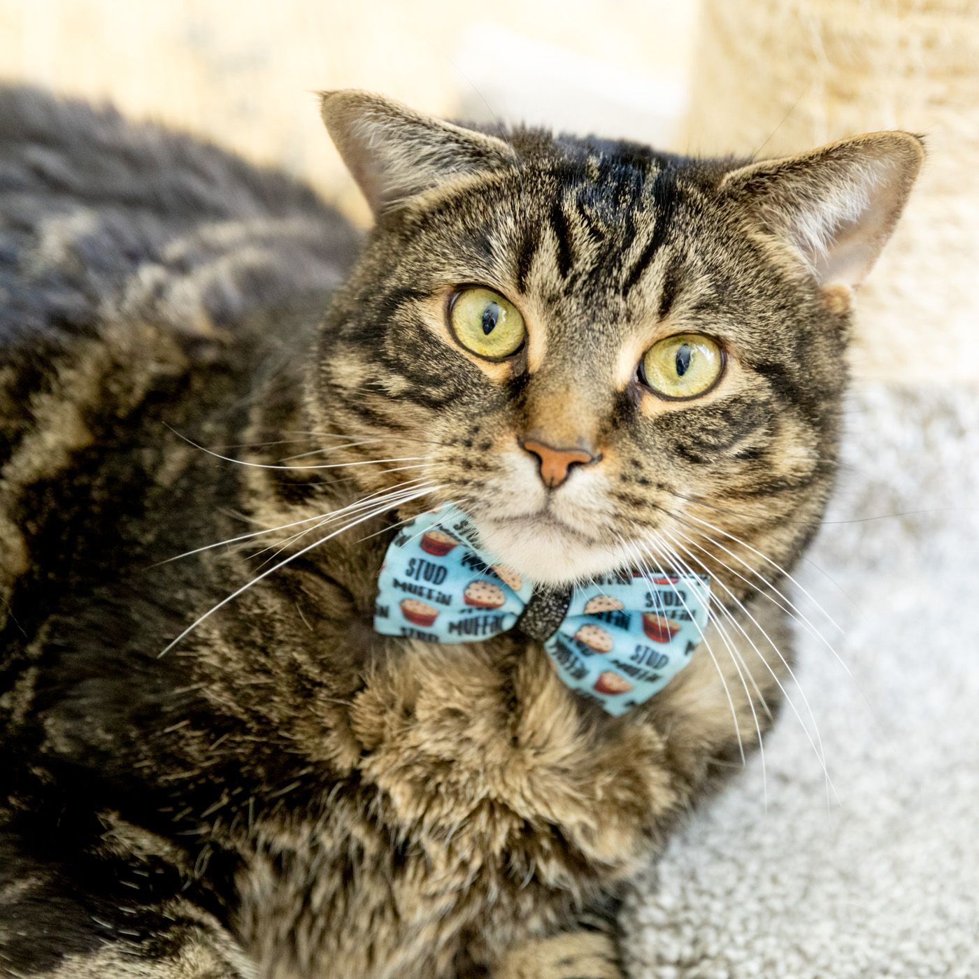 Tabby cat with bright yellow eyes wearing a light blue and white striped bowtie looks directly at camera.