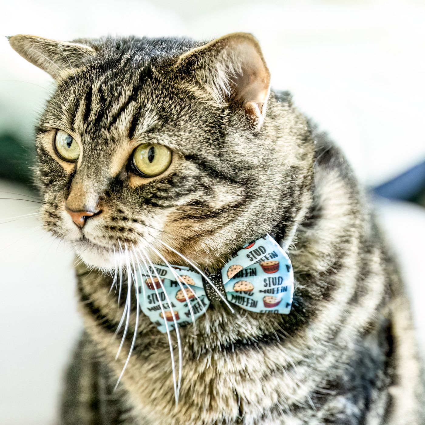 Tabby cat wearing a light blue and white striped bow tie collar accessory shown in multiple close-up views.