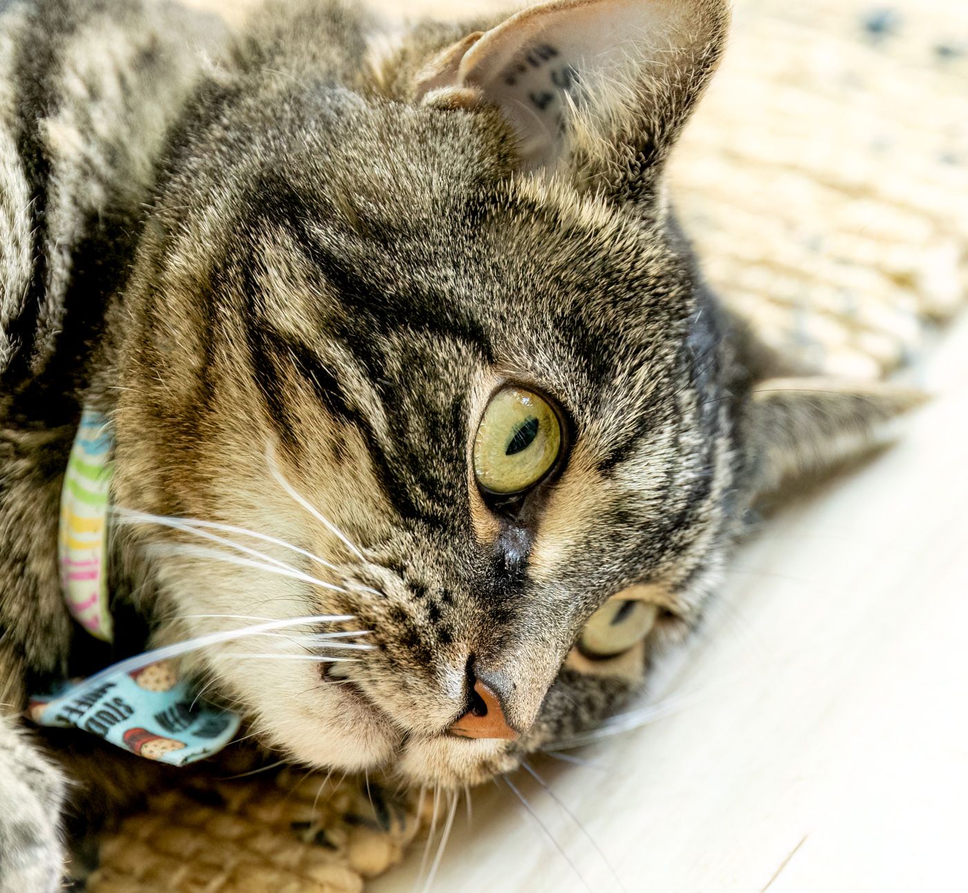 Close-up sequence of a tabby cat's face showing different expressions and angles in four connected frames.