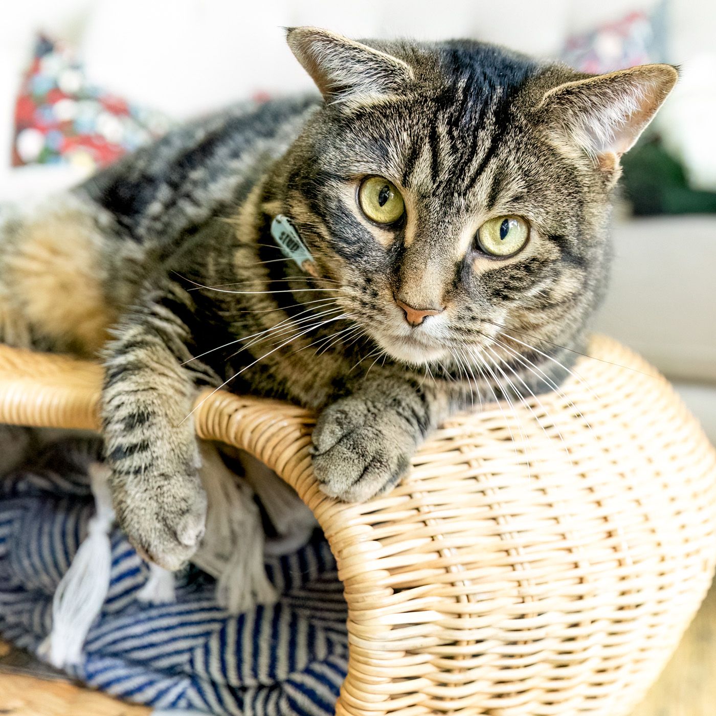 A tabby cat with striking yellow eyes lounges on a white wicker furniture piece with a blue blanket.