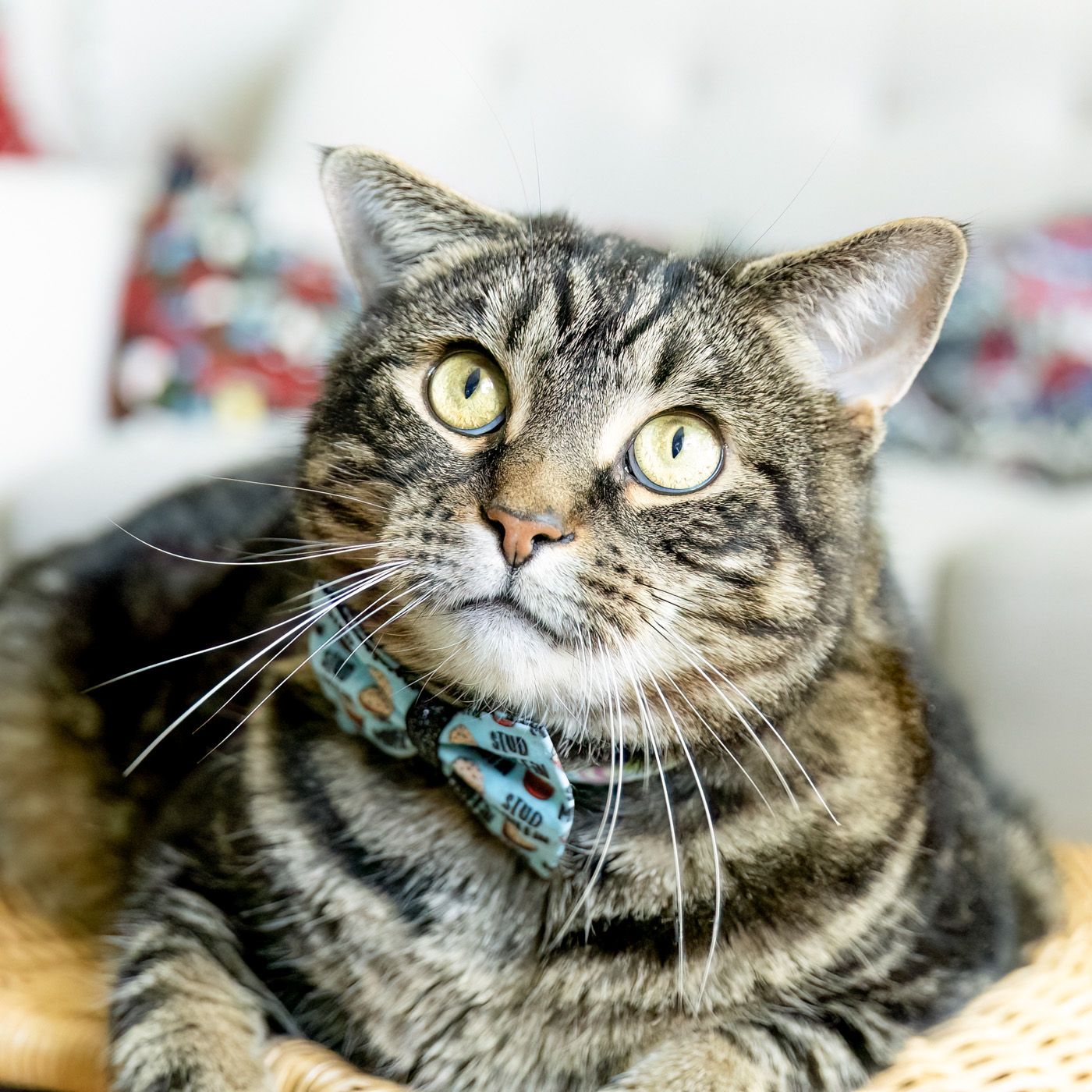 Tabby cat with blue bow tie collar shown in multiple angles displaying curious expressions and yellow eyes.
