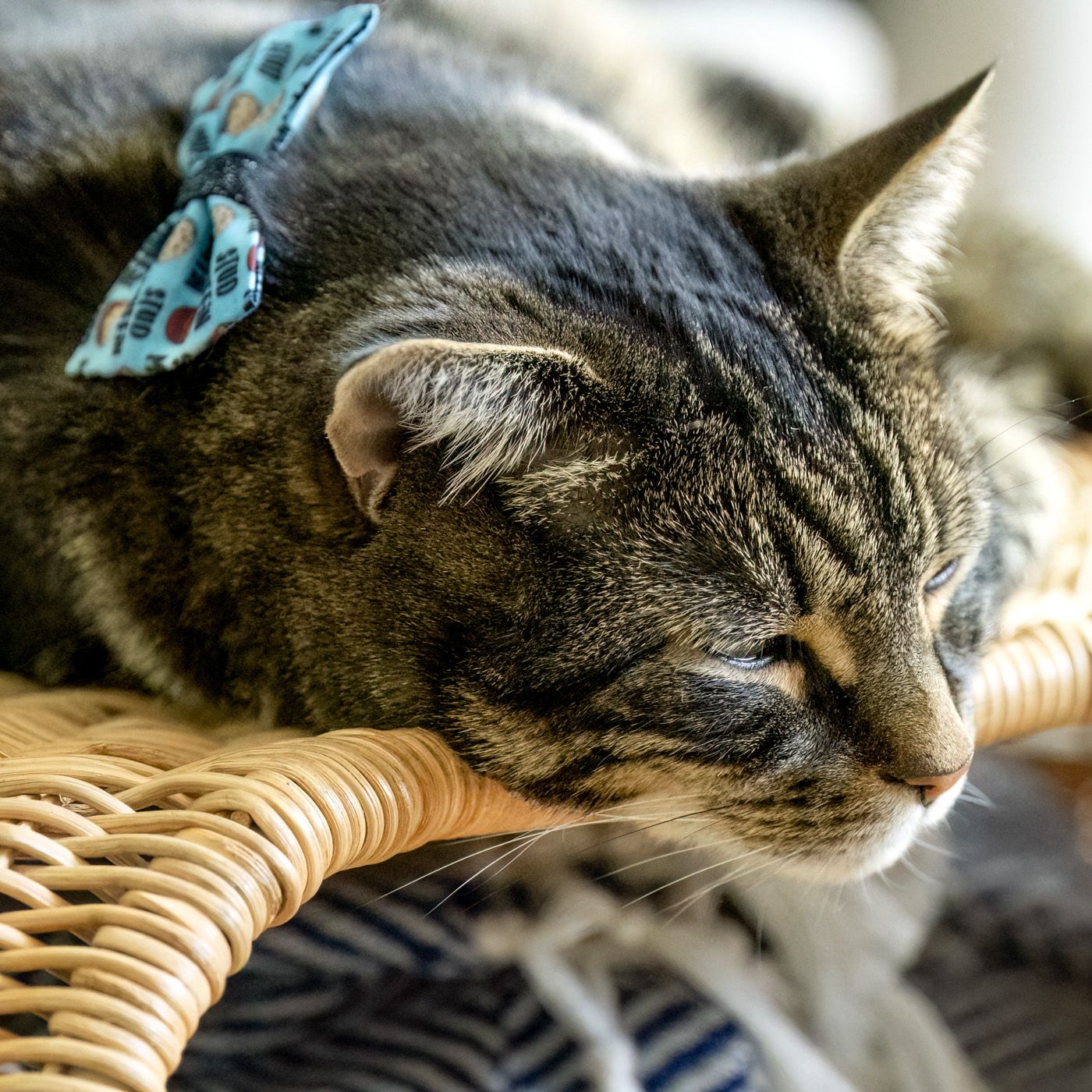 Sleepy tabby cat wearing a blue bow rests on wicker furniture in warm sunlight.