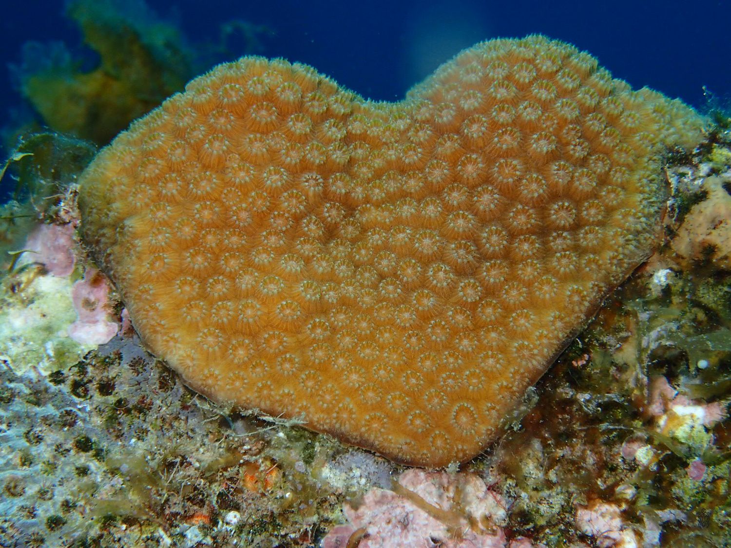 A heart-shaped orange coral formation with a textured honeycomb pattern growing on an underwater reef.