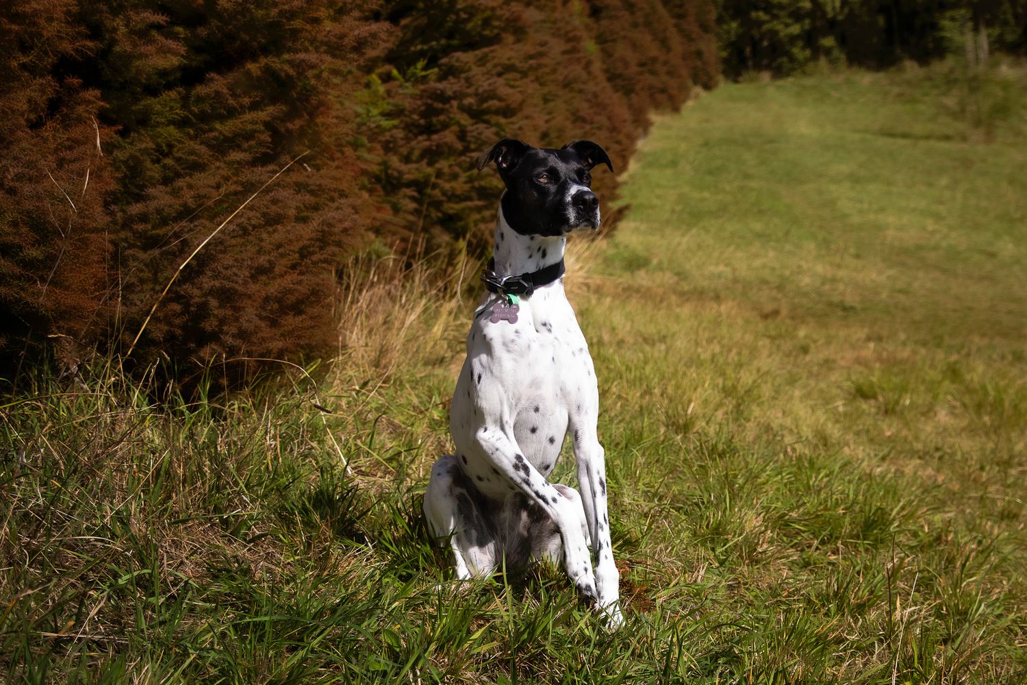End of Life Dog Photography