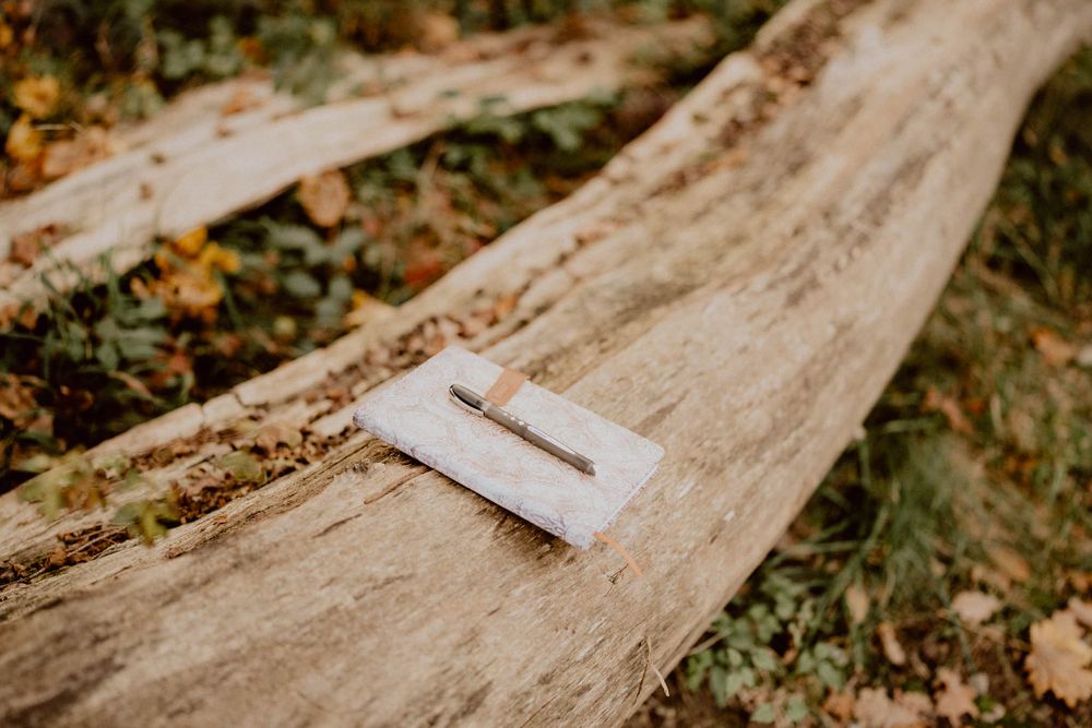 Close-up view of a weathered wooden log in a natural outdoor setting.