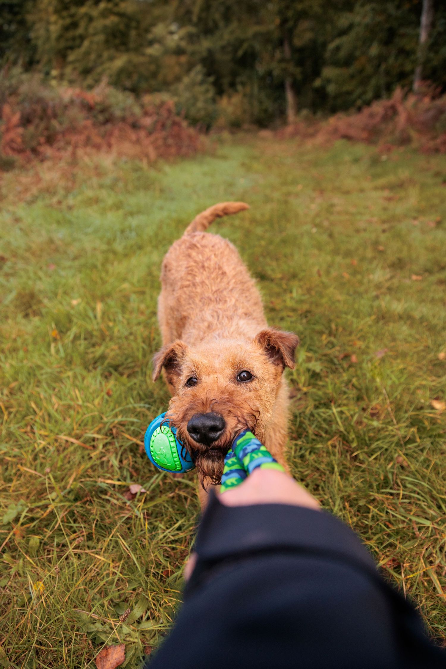 A turquoise dog toy lies in grass with a blurred dog approaching in the background.