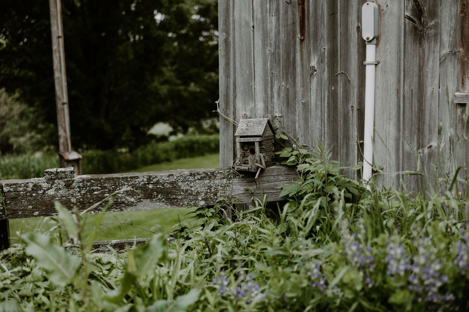 Rustic weathered barn exterior with birdhouse, surrounded by wildflowers and lush green foliage.
