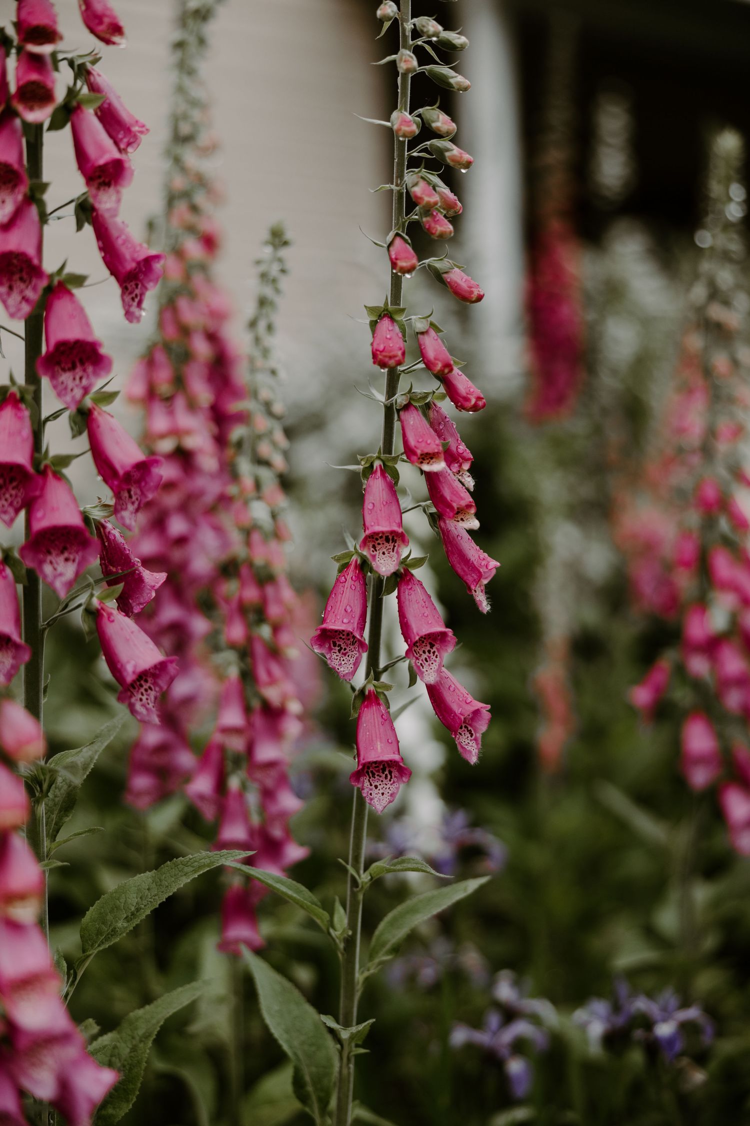 Tall pink foxglove flowers blooming in a lush garden with green foliage.