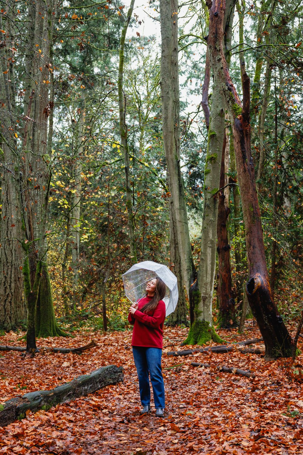 Woman in red sweater looking up while holding a clear umbrella among tall autumn trees.