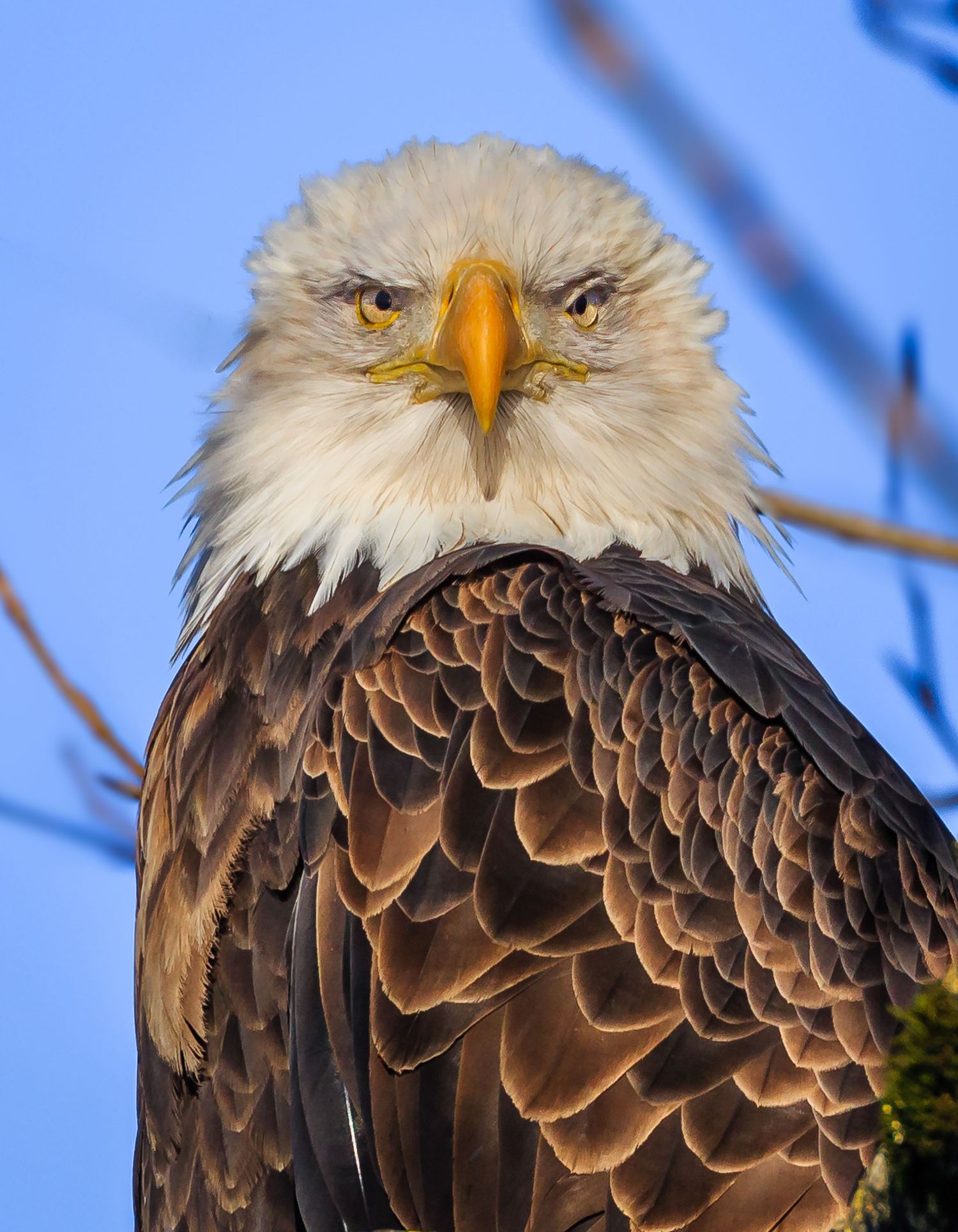 Bald Eagle