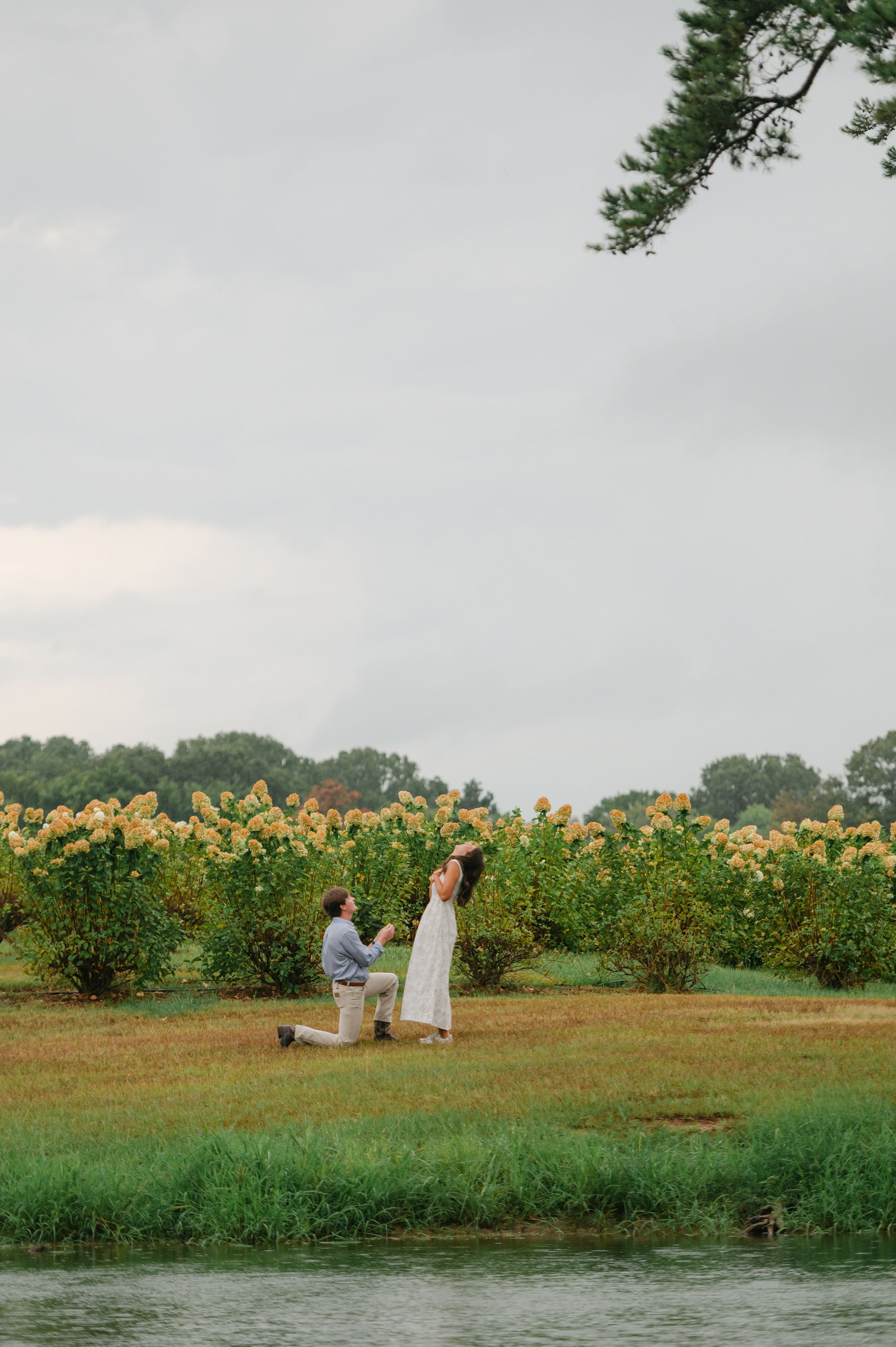 Man proposing on one knee to woman in white dress by a river with yellow wildflowers behind them.