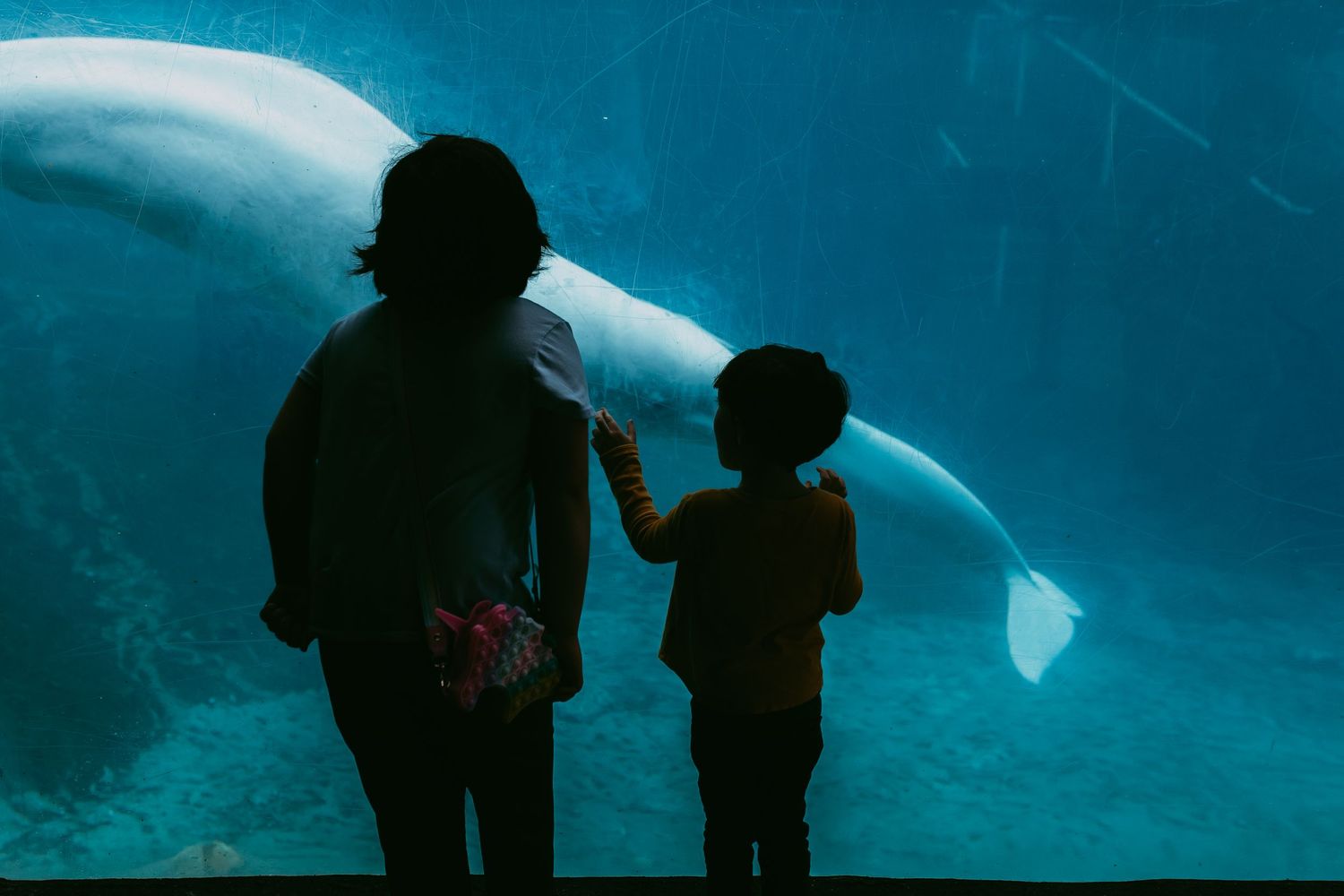 Two silhouettes stand watching a beluga whale swimming behind aquarium glass in dim blue lighting.
