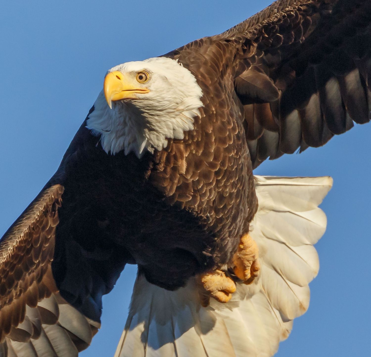 Bald Eagle