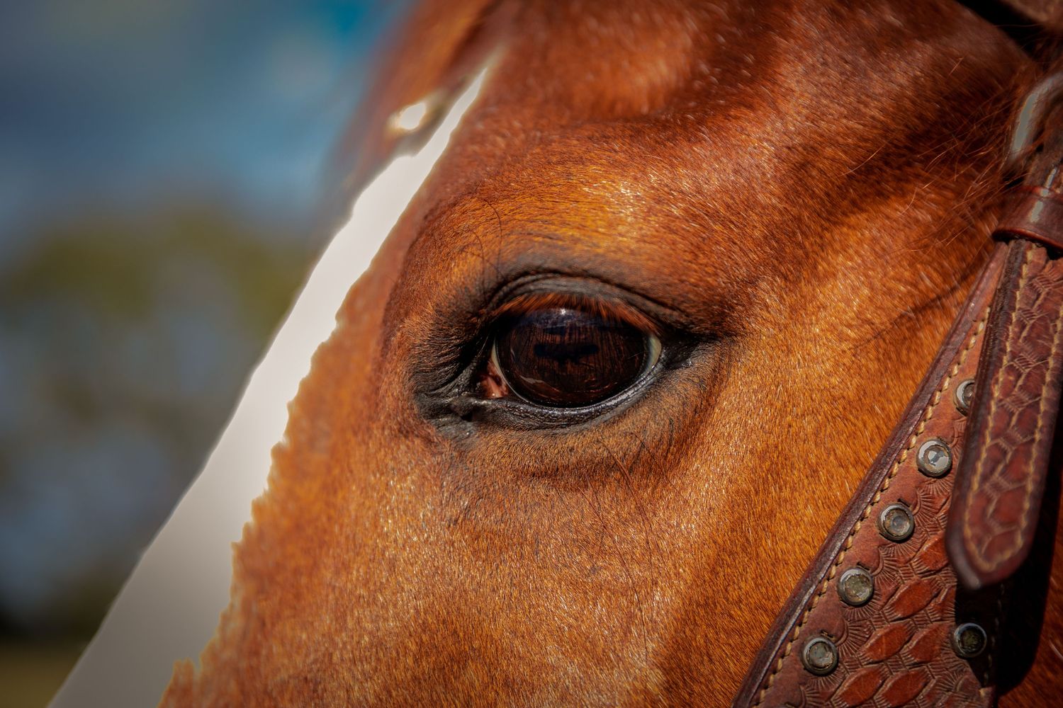 Close-up macro shot of a brown horse's eye showing detailed leather bridle and gentle expression.