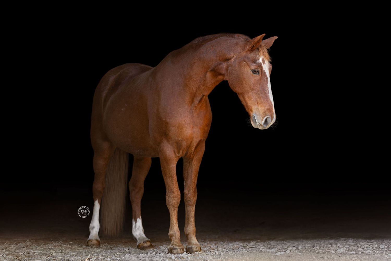 A series of photos showing a chestnut horse standing in different poses against a dark background.