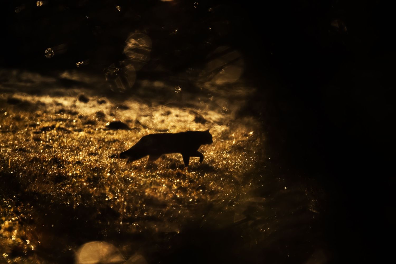 Silhouette of a deer standing in a golden-lit meadow at sunset with dramatic clouds in the background.