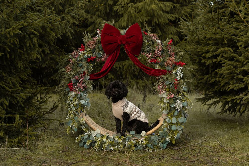 A Christmas wreath decorated with red bow and pine cones hangs against an evergreen tree background.