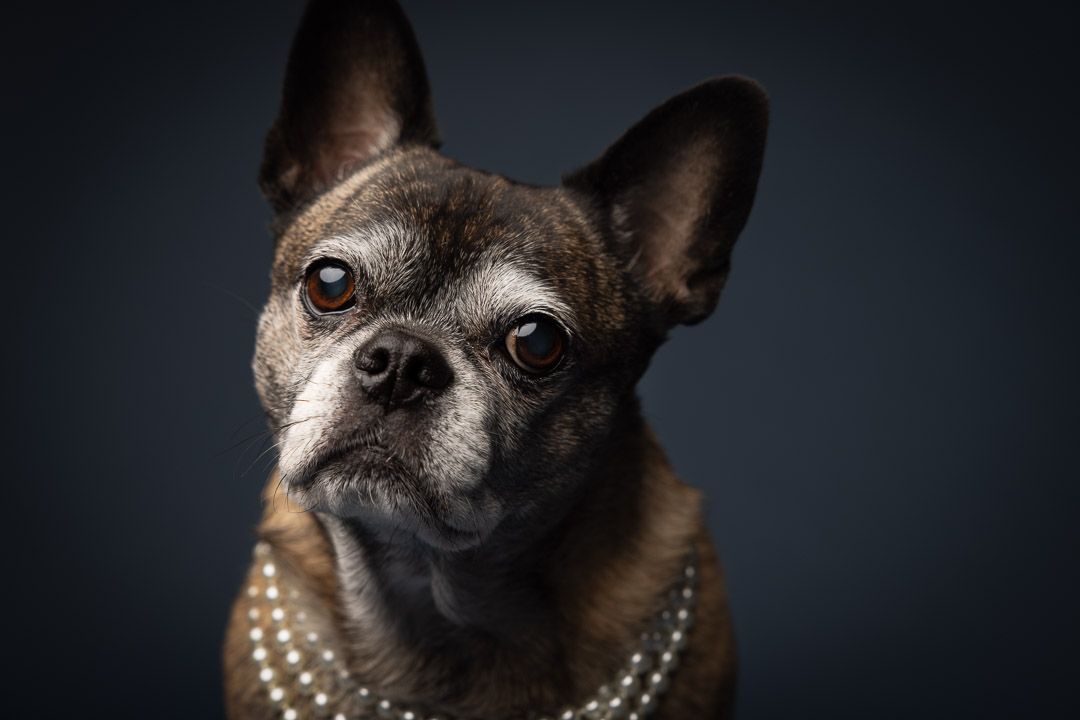 Close-up fine-art hondenportret met focus op blik en expressie, studiofotografie Brabant