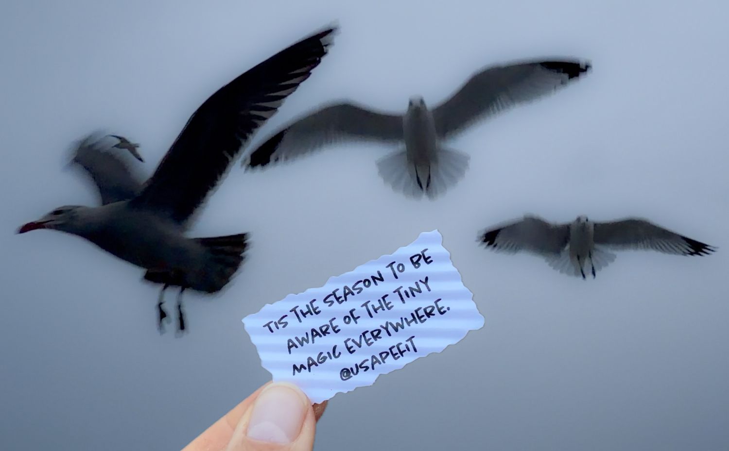 A hand holds a small note while seagulls fly overhead against a misty gray sky.