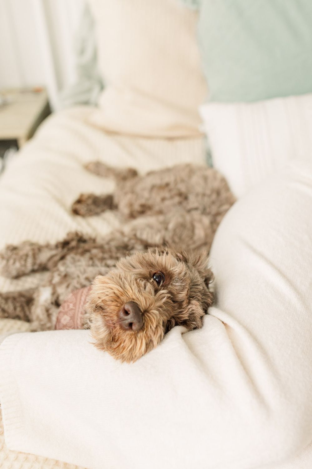 Dog snuggling mom during newborn photography session in richmond va