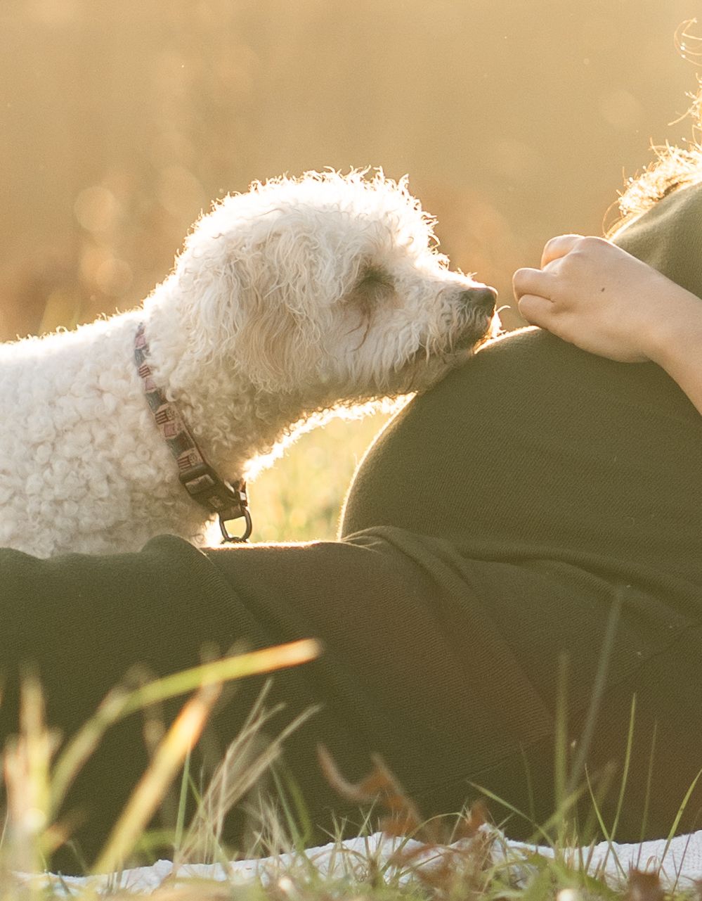 A white dog lies in grass with sunlight creating a warm backlit glow around its fur.