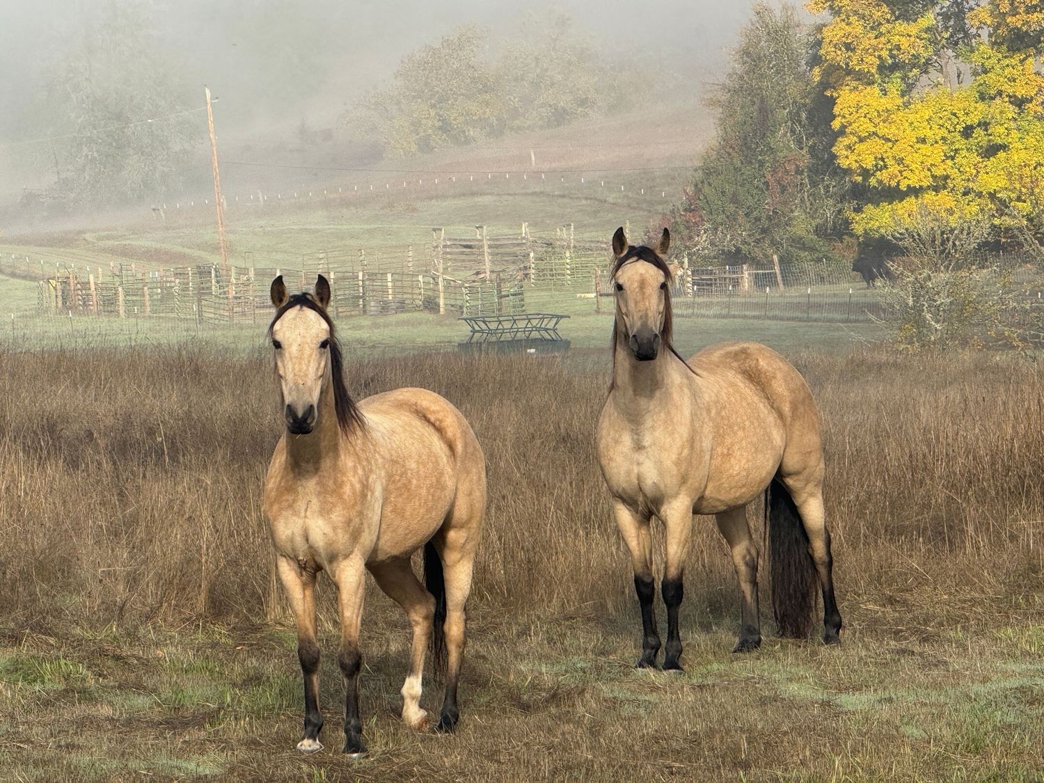 A group of dun-colored wild horses graze together in a misty field with autumn foliage in the background.