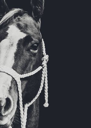 A black and white close-up of a horse's face with a white blaze and rope halter against a dark background.
