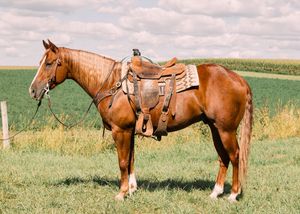 A saddled sorrel horse with white socks stands on green grass beside a fence with farm fields behind it.