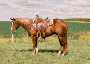 A saddled chestnut horse with a white blaze stands in a green pasture with crop fields and clouds behind it.